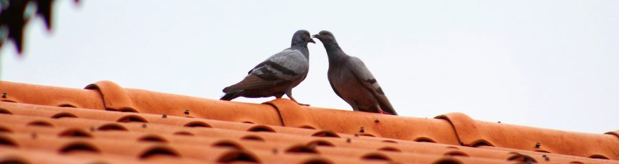 Корица Птици и покриви – полетна пролетна приказна