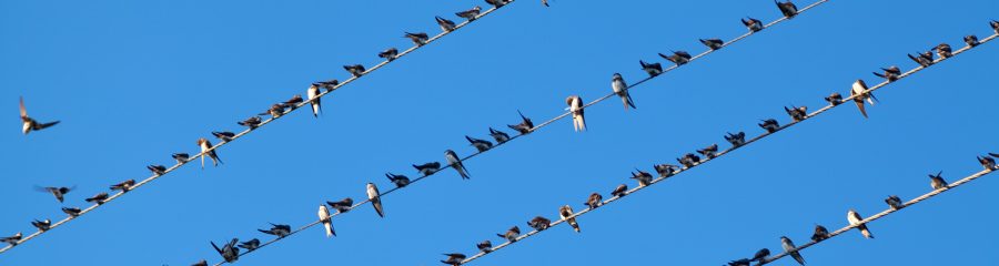 Flock of swallows on electric wires on the background of blue sky.