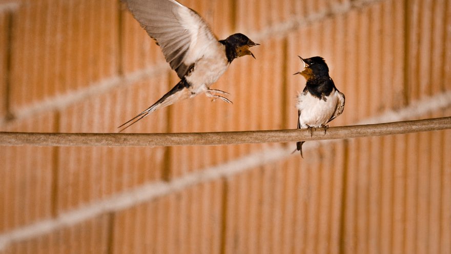 MK_MKT_PHO_Swallows_.jpg