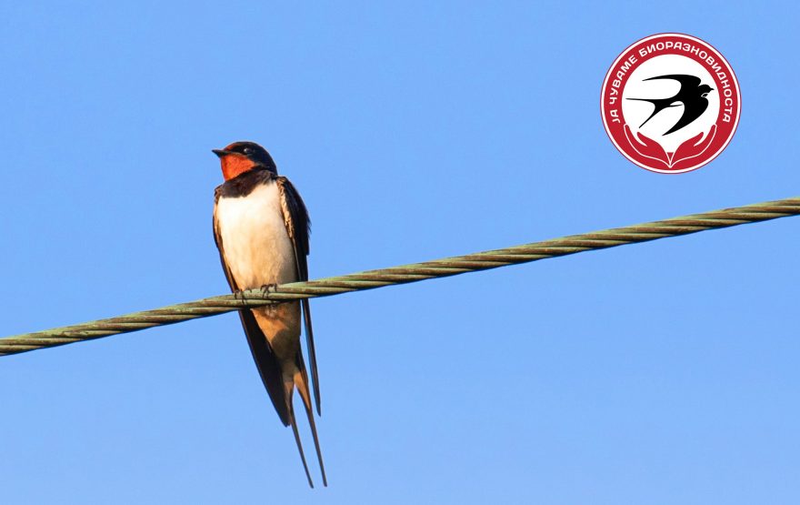 MK_MKT_PHO_Swallow